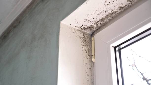 Mold Removal Process in Diamondhead, MS